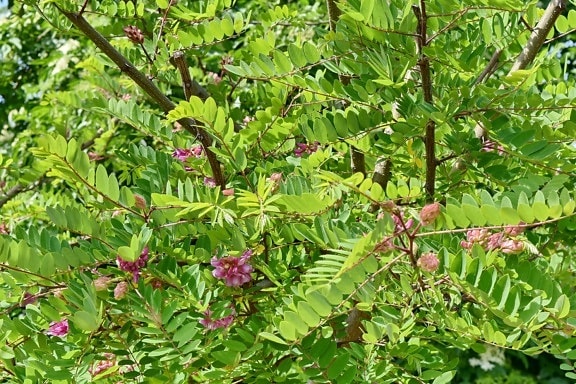 Acacia pycnantha, ensoleillée, Direction générale de la, feuille, arbuste, arbre, nature, plante, flore, jardin