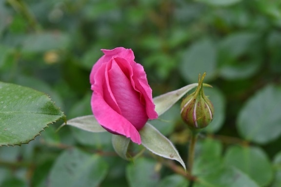 botanic, horticulture, pinkish, roses, plant, nature, blossom, rose, flower, petal