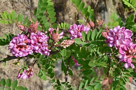Acacia pycnantha, écologie, floraison, Blooming, fleur, flore, arbre, Printemps, plante, nature