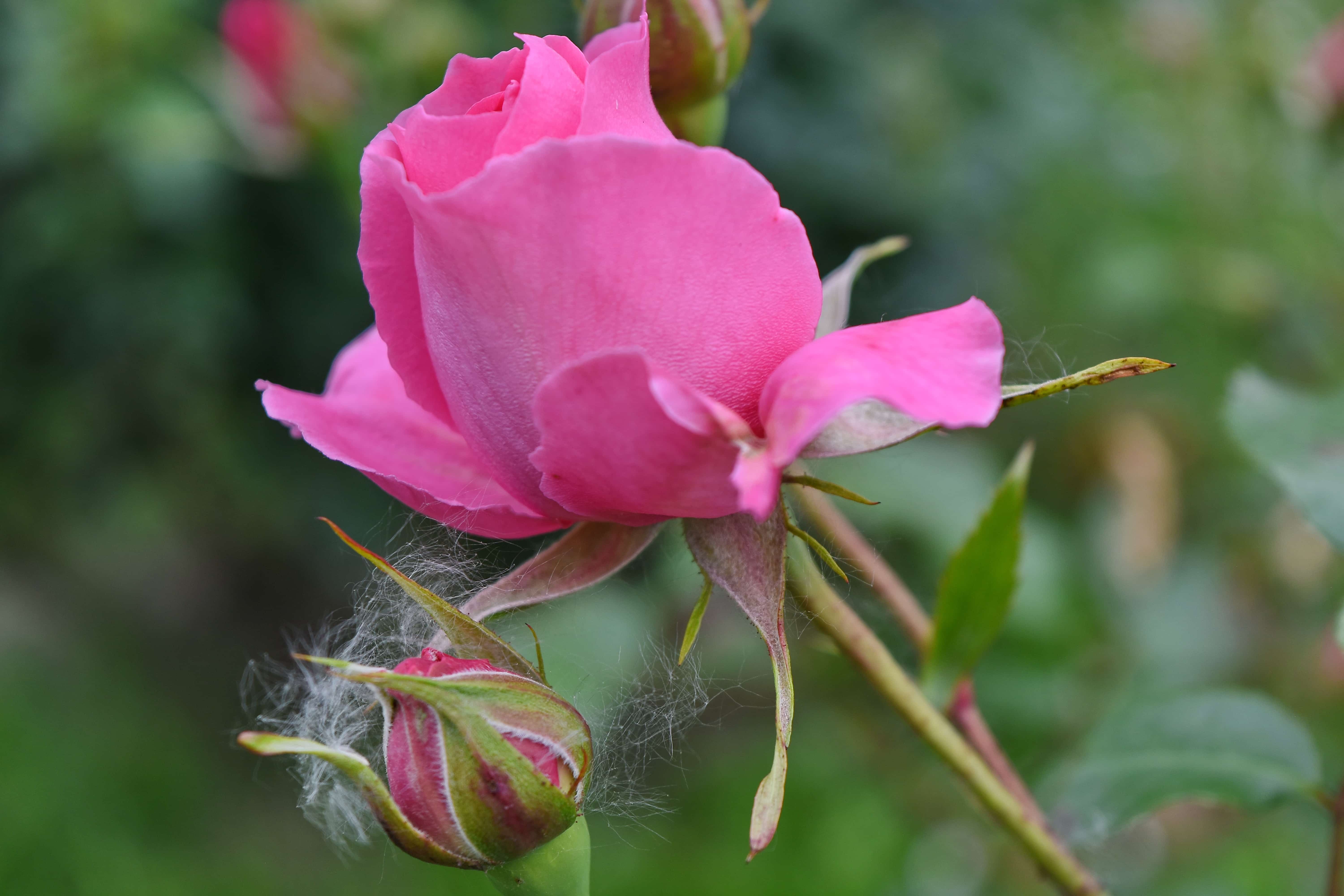 Imagen gratis: jardín de flores, rosa, rosas, color de rosa, planta, flor,  flor, Jardín, flora