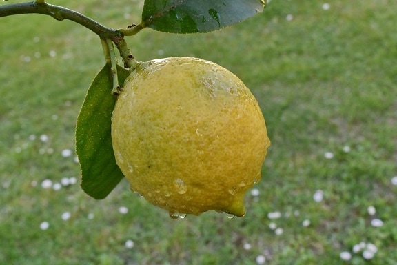 pomar, citrino, comida, saudável, amarelo, limão, produzir, frutas, folha, natureza