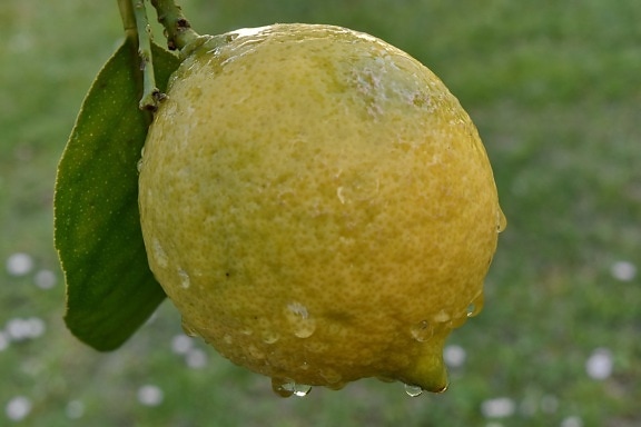 цитрусови плодове, жълто, пресни, здрави, храна, произвежда, лимон, природата, листа, цвят