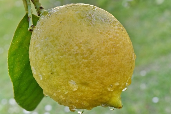 органични, цитрусови плодове, лимон, природата, храна, пресни, плодове, листа, лято, тропически