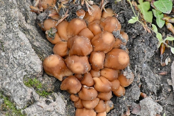 light brown, fungus, mushroom, wood, nature, upclose, outdoors, ground, tree, texture
