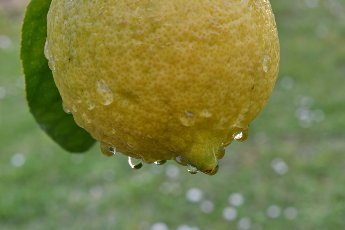 дощ, мокрий, цитрусові, свіжі, лимон, виробляють, фрукти, їжа, природа, лист