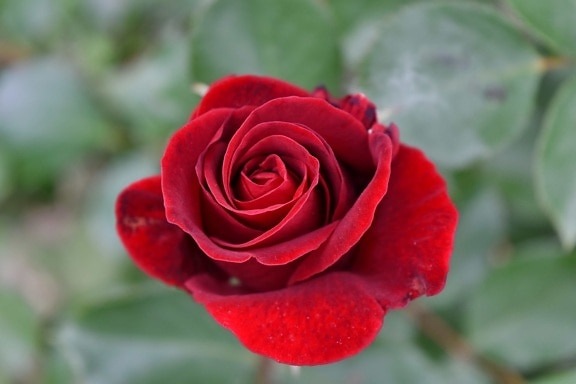 blurry, red, romance, petal, rose, plant, shrub, flower, roses, leaf