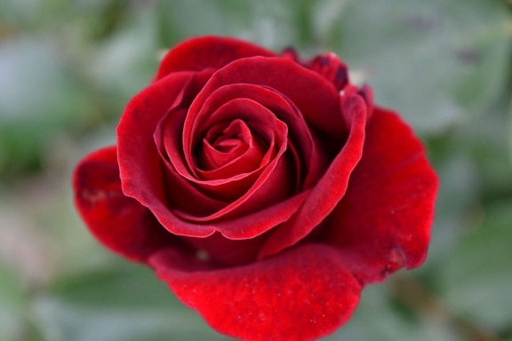 fotografia, rosso, fiore, Rose, rosa, pianta, arbusto, petalo, amore, natura