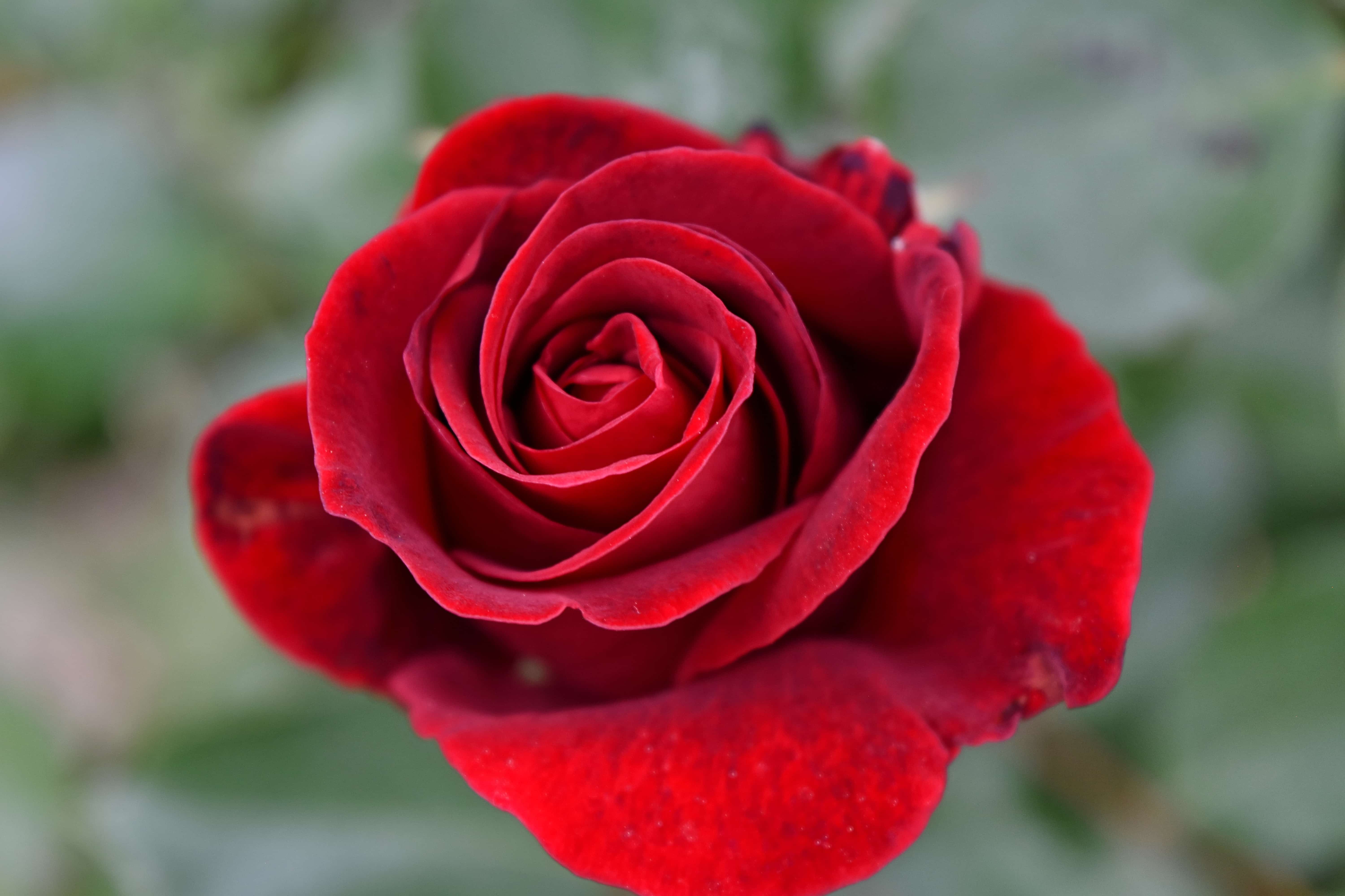 Gambar Gratis Foto Merah Bunga Mawar Naik Tanaman