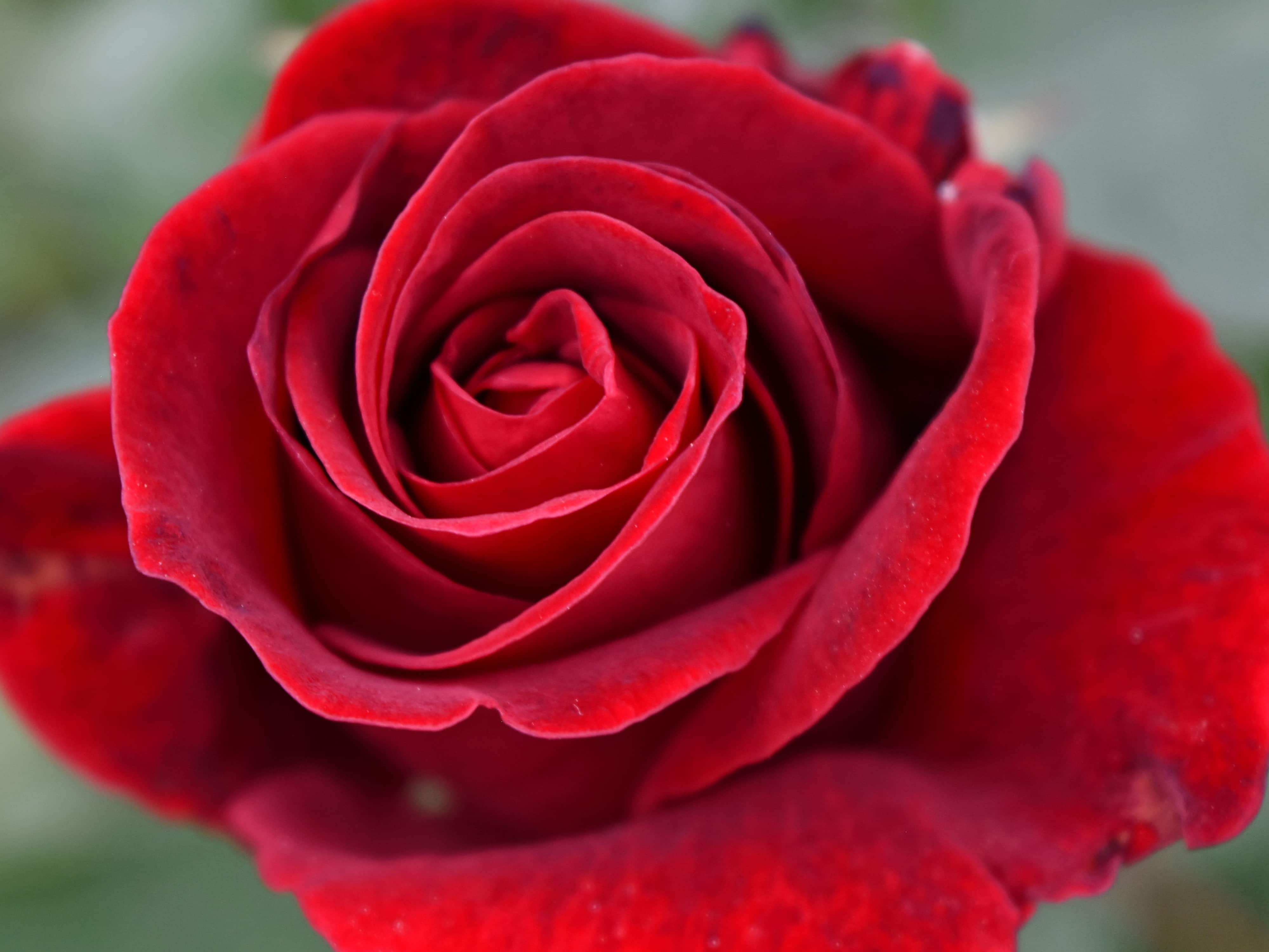 Free picture: detail, petals, pistil, red, flower, rose, blooming ...