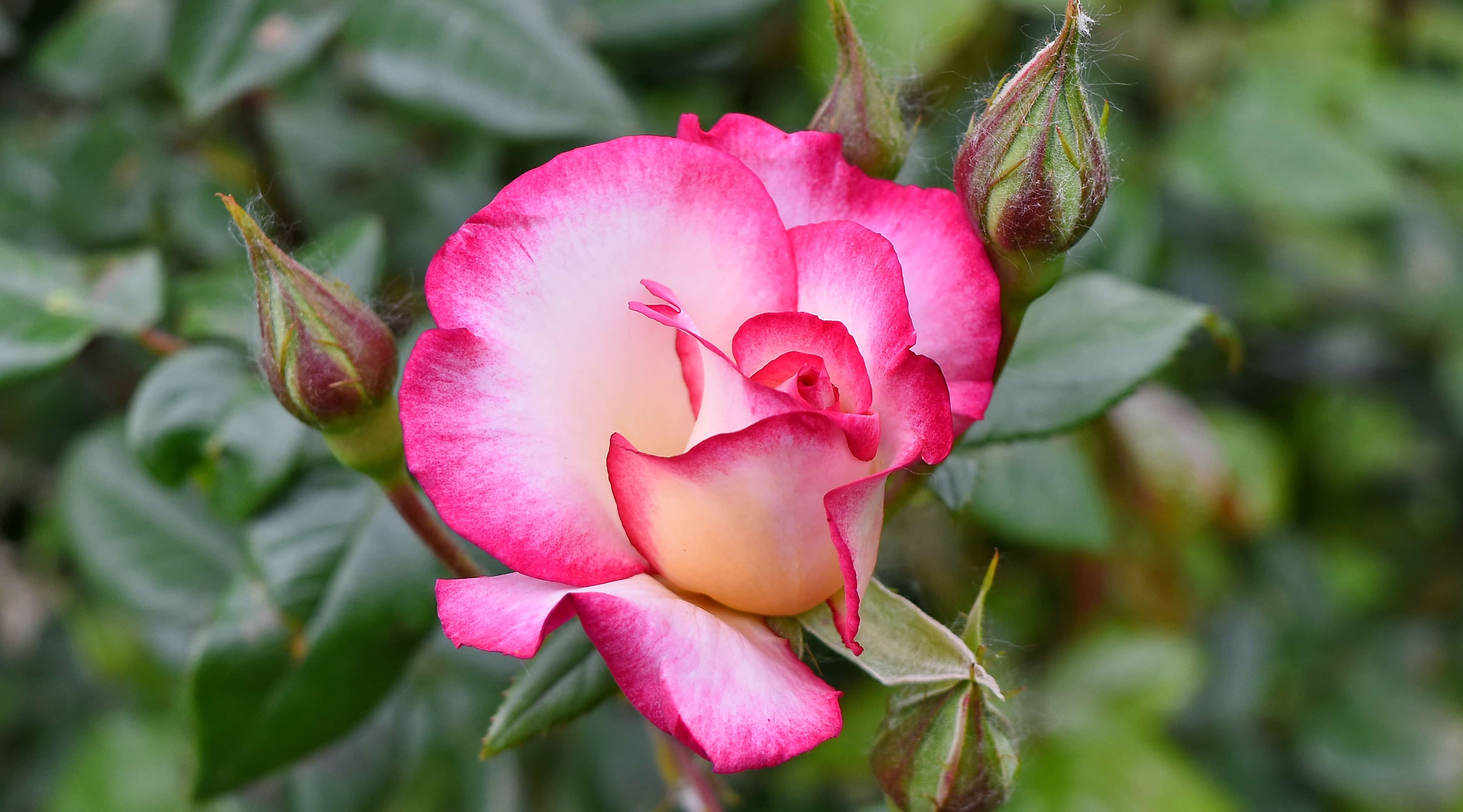 Imagen gratis: hermosas flores, yema floral, jardín de flores, planta, rosa,  color de rosa, arbusto, hoja, flor, brote