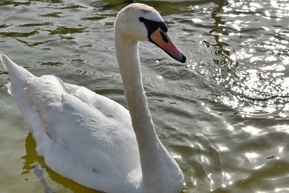 swan, beak, aquatic bird, lake, waterfowl, bird, water, swimming, nature, pool