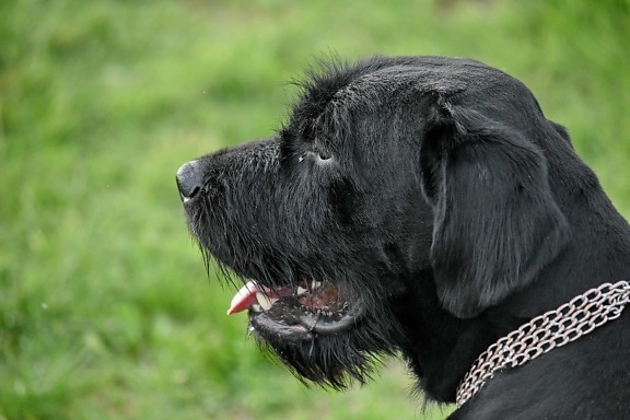 black, pedigree, portrait, dog, hunting dog, animal, canine, puppy, grass, cute