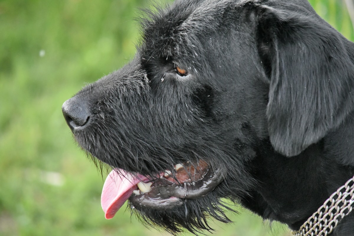 Черно, Ловно куче, портрет, шнауцер, животните, кучешки, домашен любимец, куче, сладък, природата