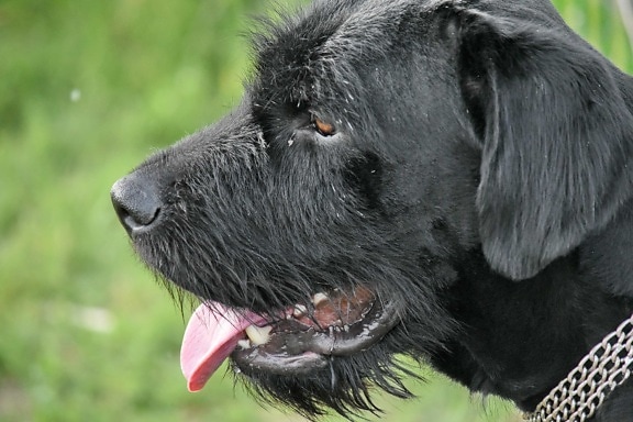 black, hunting dog, portrait, schnauzer, animal, canine, pet, dog, cute, nature