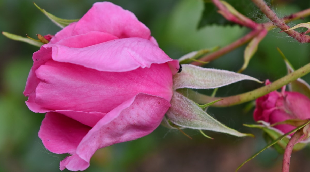 フリー写真画像 美しい花 花のつぼみ ピンク バラ 花びら フローラ 芽 花 自然 葉