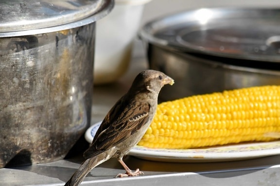 corn, eating, sparrow, kernel, wild, feather, beak, bird, wildlife, wing