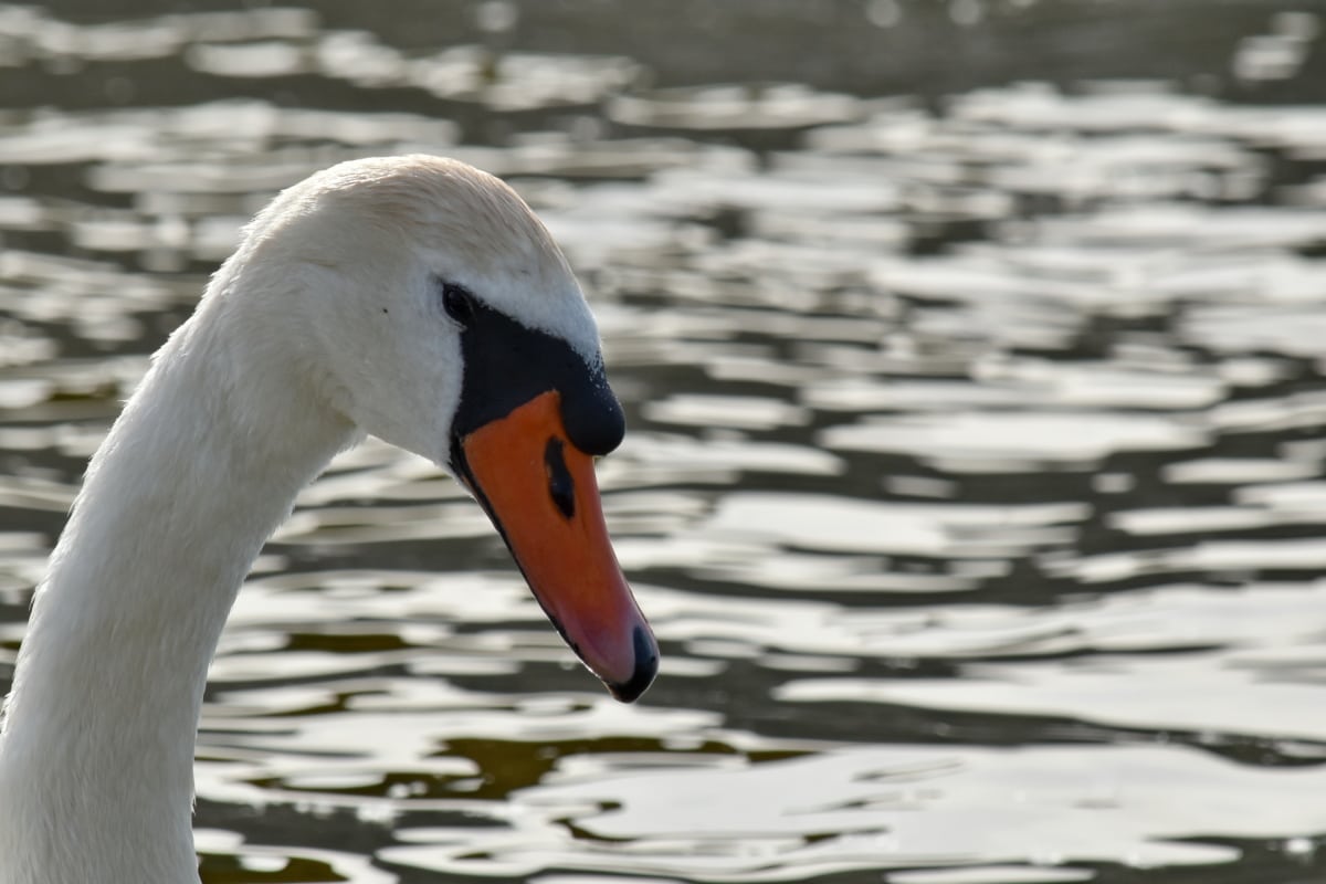 head, swan, waterfowl, aquatic bird, bird, water, wildlife, lake, nature, pool