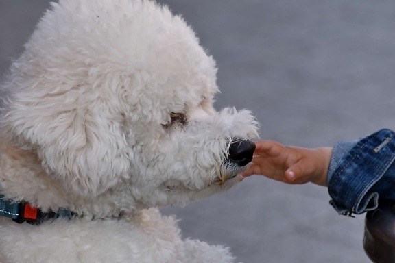 το παιδί, χέρι, το κουτάβι, λευκό, σκύλος, σε εξωτερικούς χώρους, Χαριτωμένο, άτομα, Χειμώνας, πορτρέτο