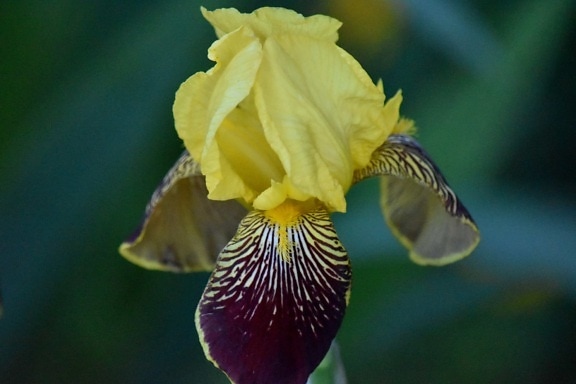 lilla, gul, Iris, blomst, natur, plante, haven, flora, udendørs, farve