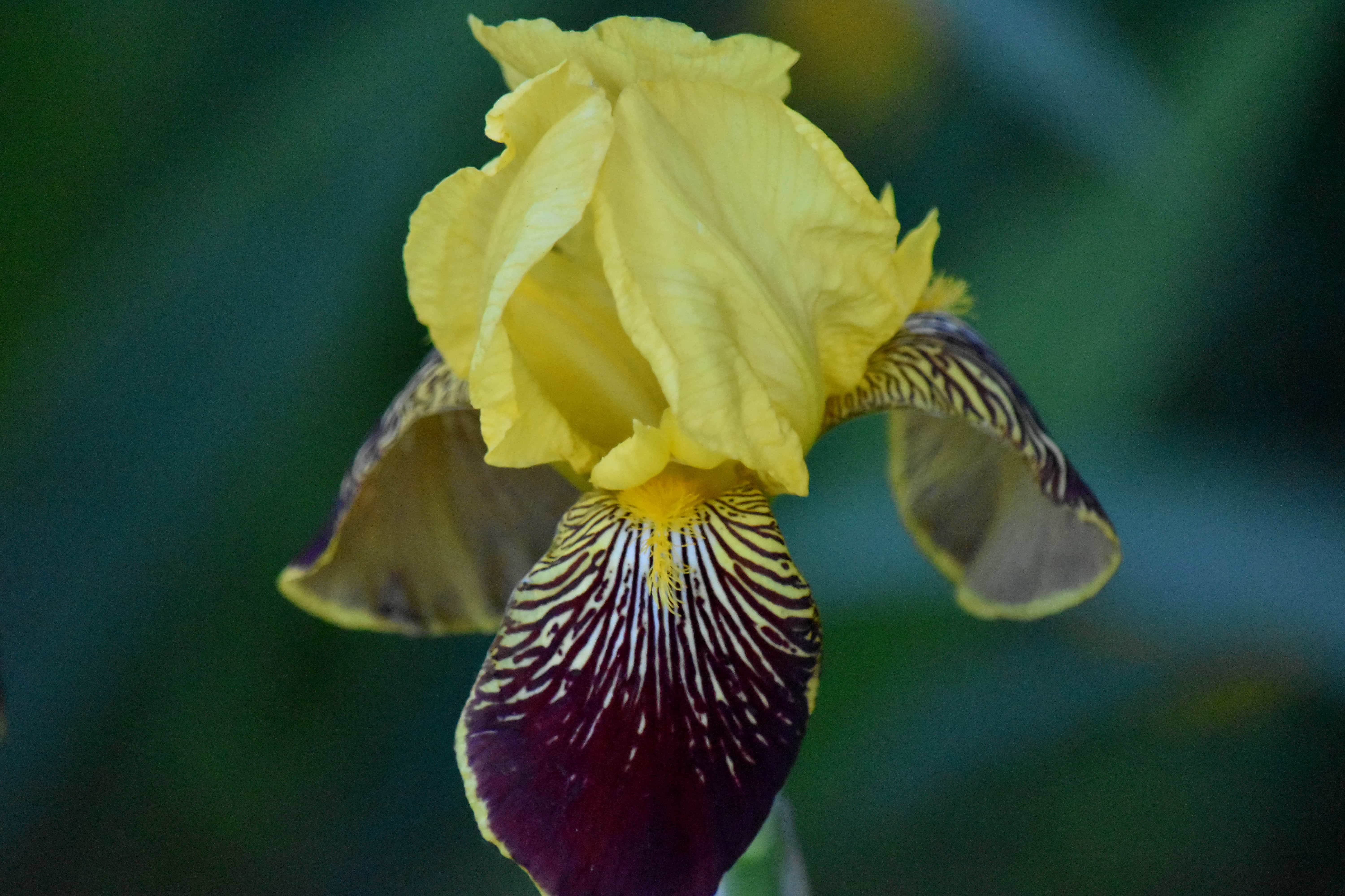 Imagen gratis: púrpura, amarillo, IRIS, flor, naturaleza, planta, Jardín,  flora, al aire libre, Color