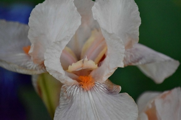 Iris, pollen, hvid blomst, blomst, plante, natur, flora, blad, farve, kronblad