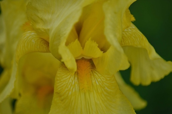 gelb, Iris, Anlage, Blume, Natur, Flora, Farbe, Blatt, hell, Garten
