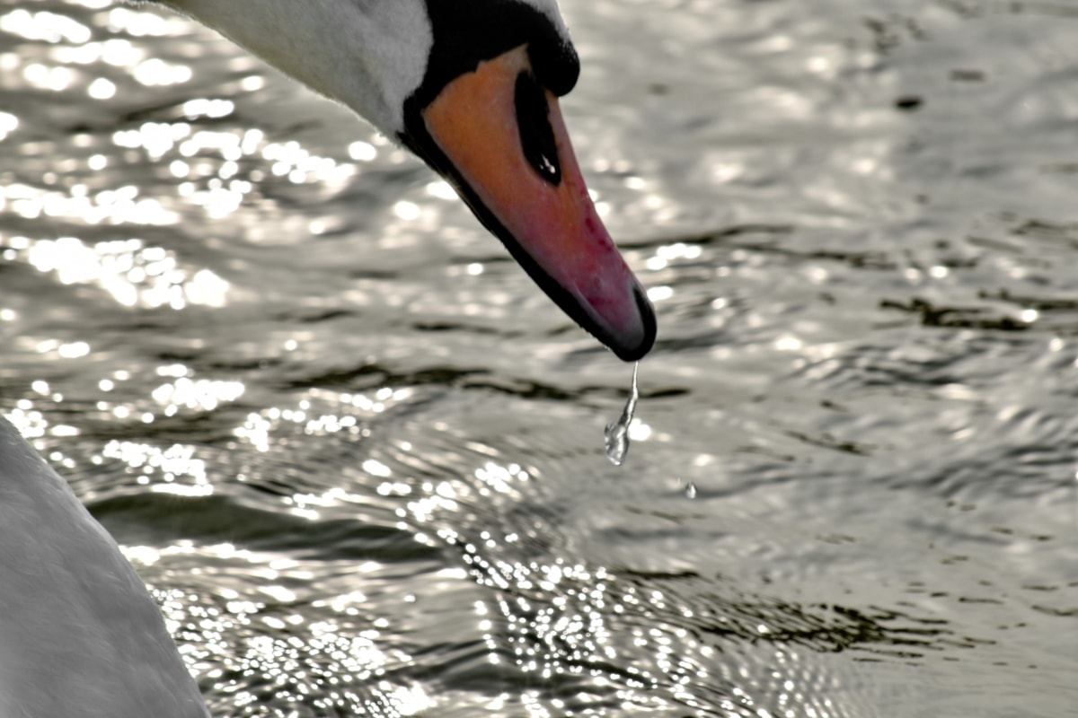beak, purity, splash, swan, water, wildlife, waterfowl, bird, aquatic bird, nature