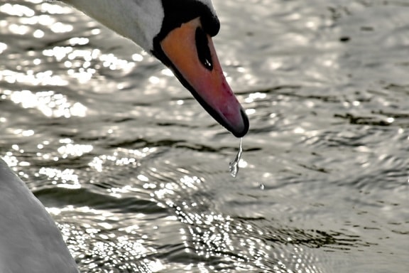 beak, purity, splash, swan, water, wildlife, waterfowl, bird, aquatic bird, nature