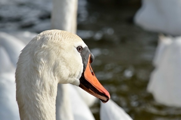 swan, aquatic bird, waterfowl, feather, beak, bird, wildlife, nature, lake, animal