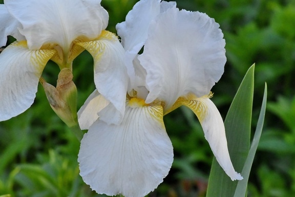 detail, bloementuin, witte bloem, Iris, natuur, flora, bloemen, bloem, plant, tuin