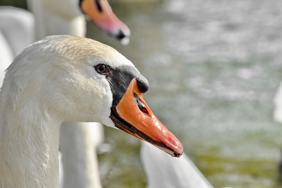 flock, swan, aquatic bird, waterfowl, beak, wildlife, bird, water, nature, outdoors