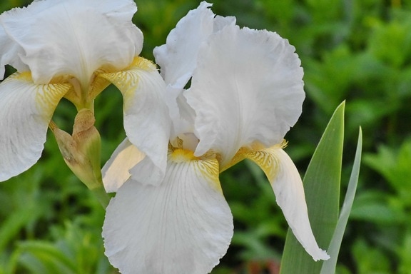 ogrodnictwo, Iris, płatki, biały kwiat, ogród, kwiaty, Natura, kwiat, Sprężynowy, roślina