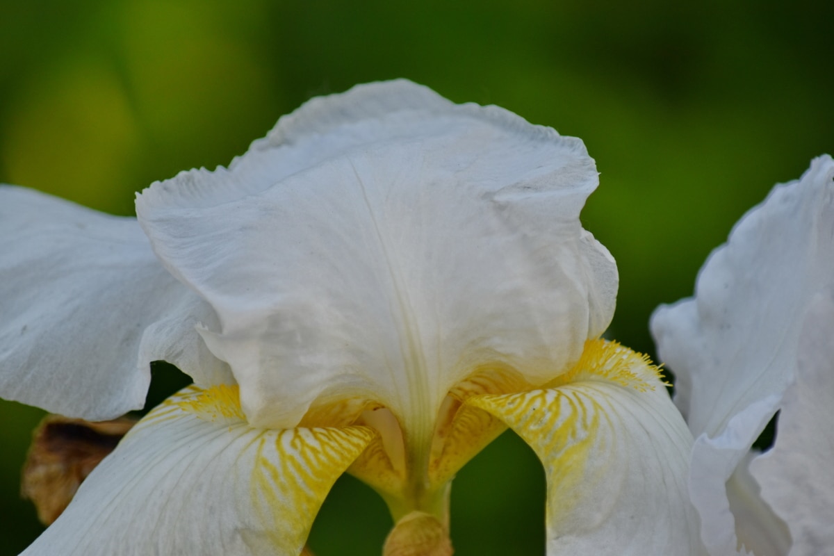 detail, iris, white, yellowish, nature, flora, flower, beautiful, garden, color