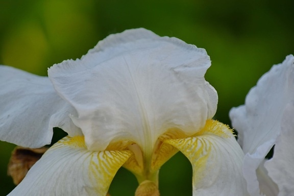 detaily, iris, bílá, do žluta, Příroda, Flora, květ, krásné, zahrada, Barva
