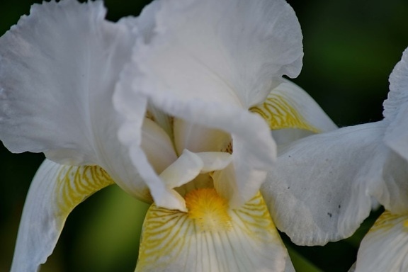 Iris, pollen, hvit, blomster, blomst, natur, kronblad, anlegget, flora, farge