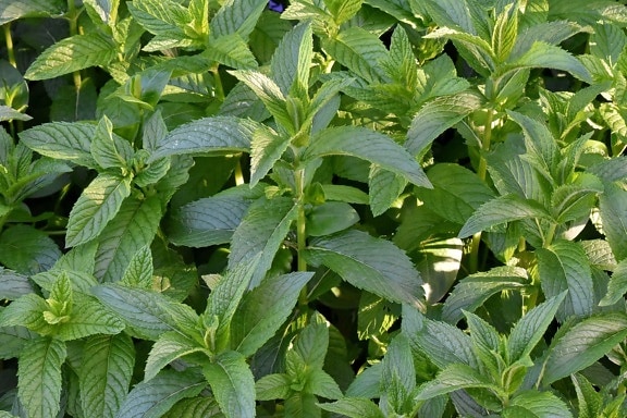 aromatherapy, aromatic, green leaves, mint, spice, leaves, herb, leaf, flora, nature