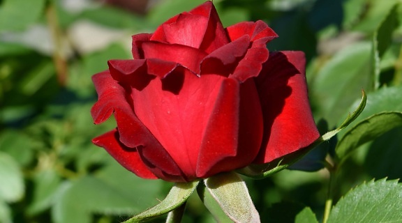 flower garden, reddish, roses, blossom, shrub, plant, bud, rose, nature, petal