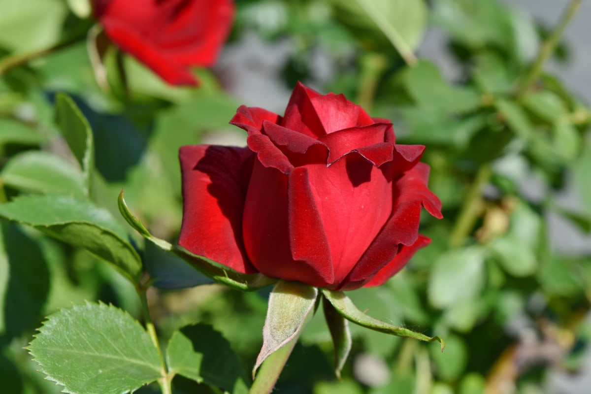 ecology, horticulture, red, roses, bloom, bud, nature, blossom, petal, plant