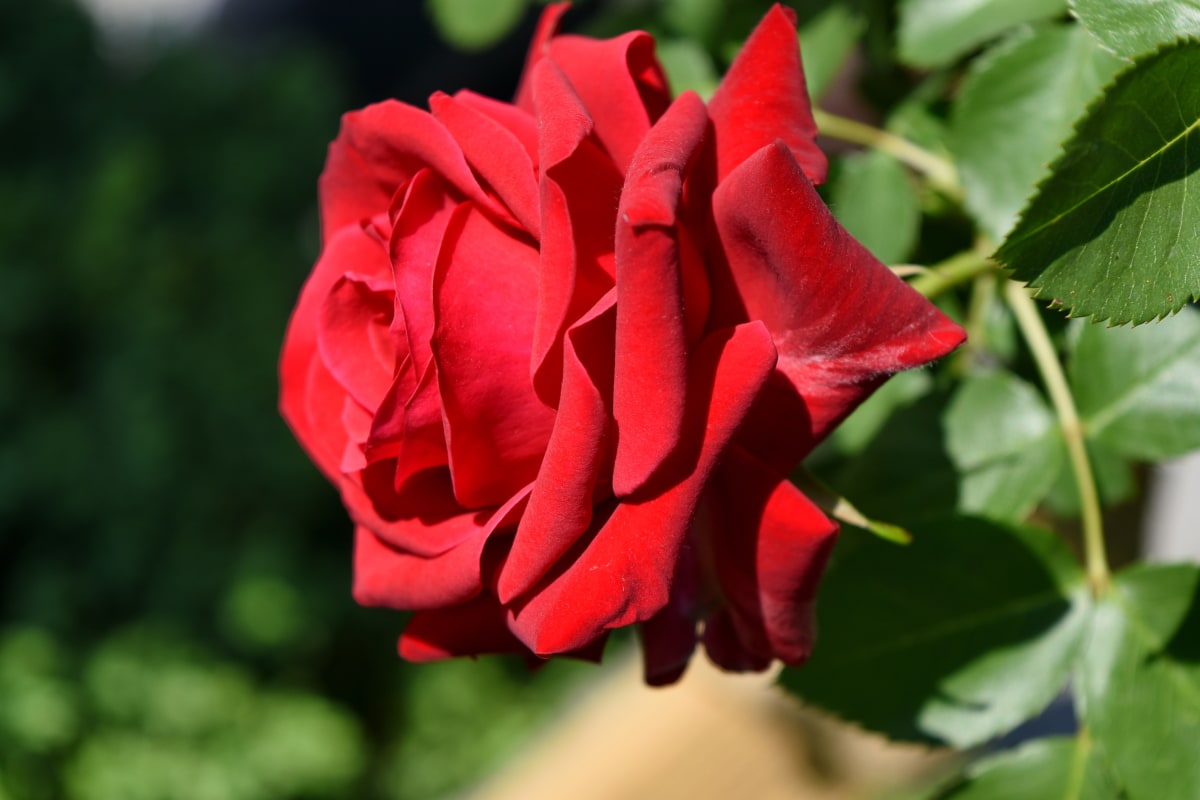 jardinería, rojo, rosas, tiempo de primavera, naturaleza, arbusto, flor, color de rosa, Jardín, planta