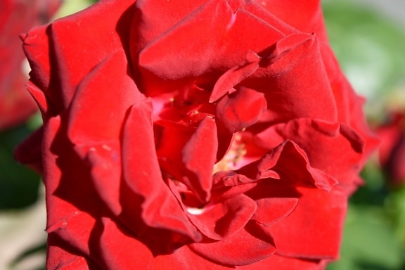 reddish, shrub, rose, flower, plant, petal, nature, leaf, flora, color