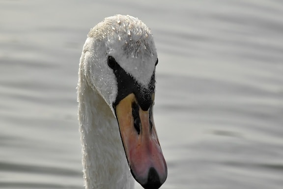 head, looking, swan, wet, wildlife, waterfowl, bird, lake, aquatic bird, water
