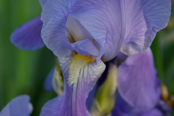 kronblad, lilla, anlegget, Iris, blomst, natur, flora, hage, blomstrende, farge