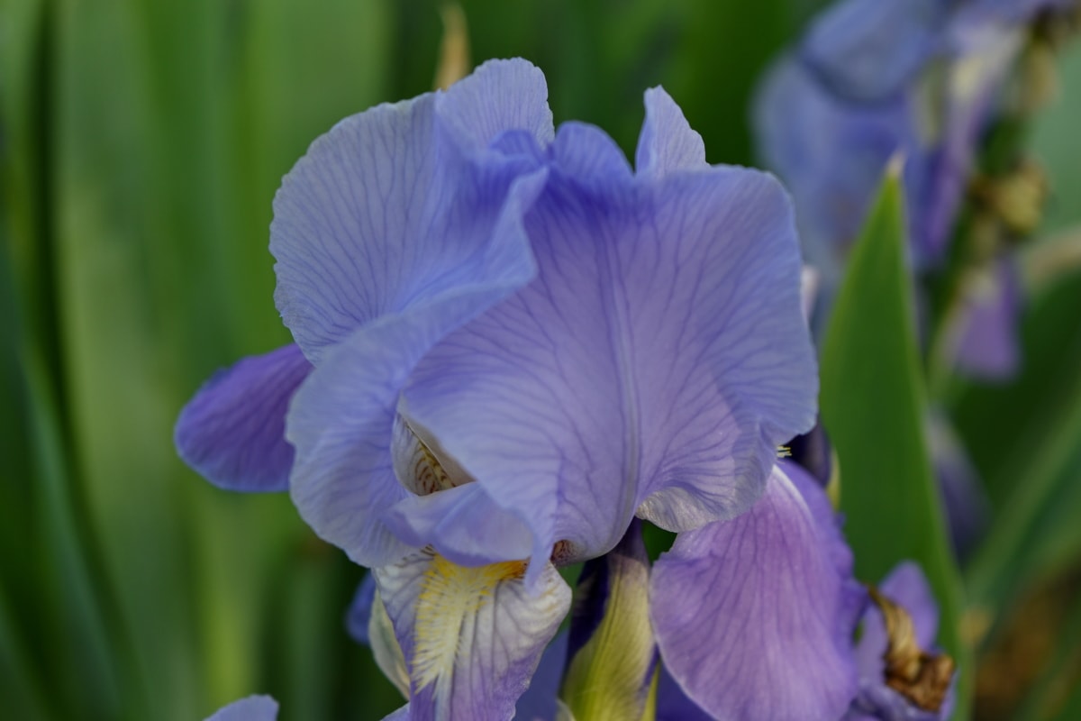Iris, blomst, plante, natur, flora, blad, haven, sommer, blomstrende, kronblad