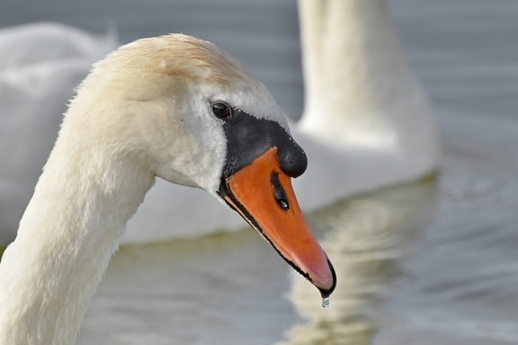 beak, detail, head, swan, water, wildlife, aquatic bird, bird, waterfowl, lake