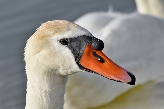 head, looking, swan, waterfowl, wildlife, aquatic bird, bird, nature, outdoors, lake