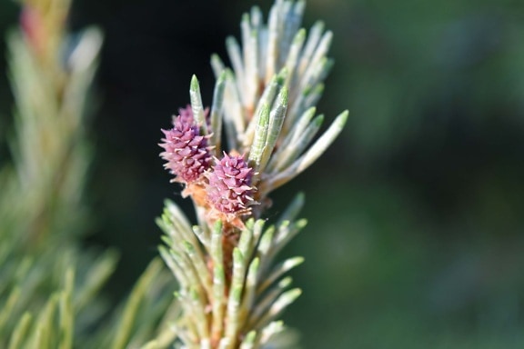conifers, pine, herb, plant, nature, needle, tree, season, leaf, outdoors