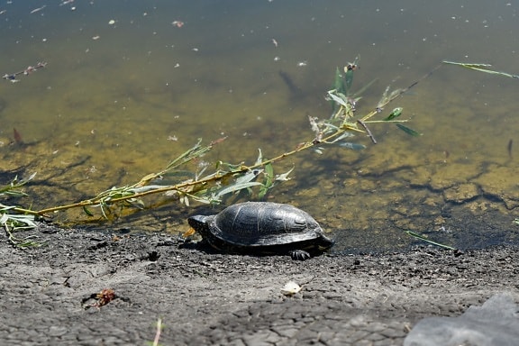 wildlife, water, reptile, nature, turtle, lake, river, beach, reflection, environment
