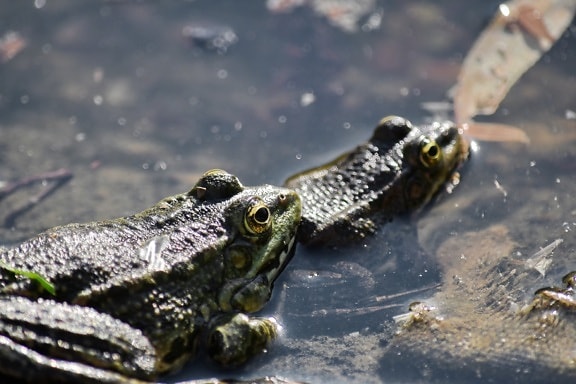 frogs, swamp, water, eye, amphibian, bullfrog, wildlife, reptile, frog, nature