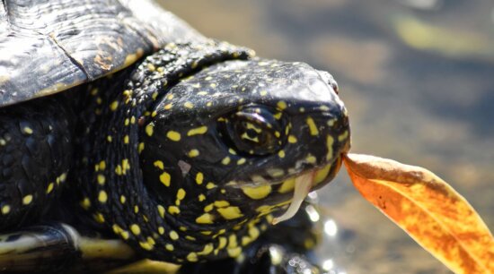 eating, reptile, turtle, wildlife, shell, nature, amphibian, animal, water, scale