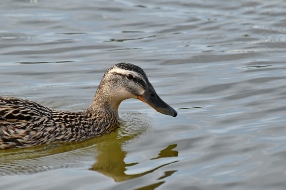 mallard, shorebird, bird, wildlife, aquatic bird, wild, water, wading bird, duck, pool